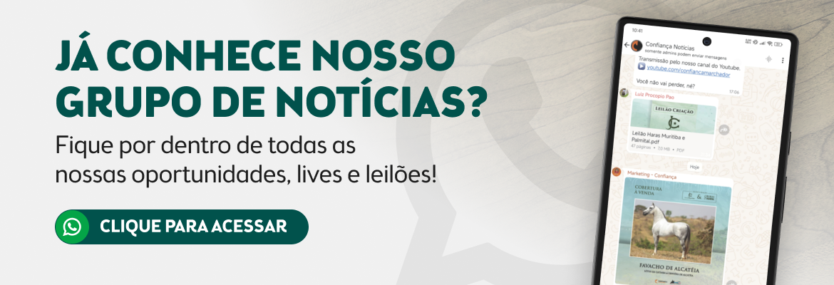 Grupo Notícias WhatsApp