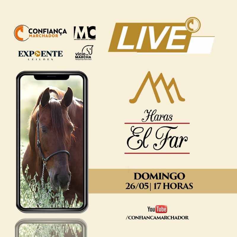 LIVE DE CRIAÇÃO HARAS ELFAR