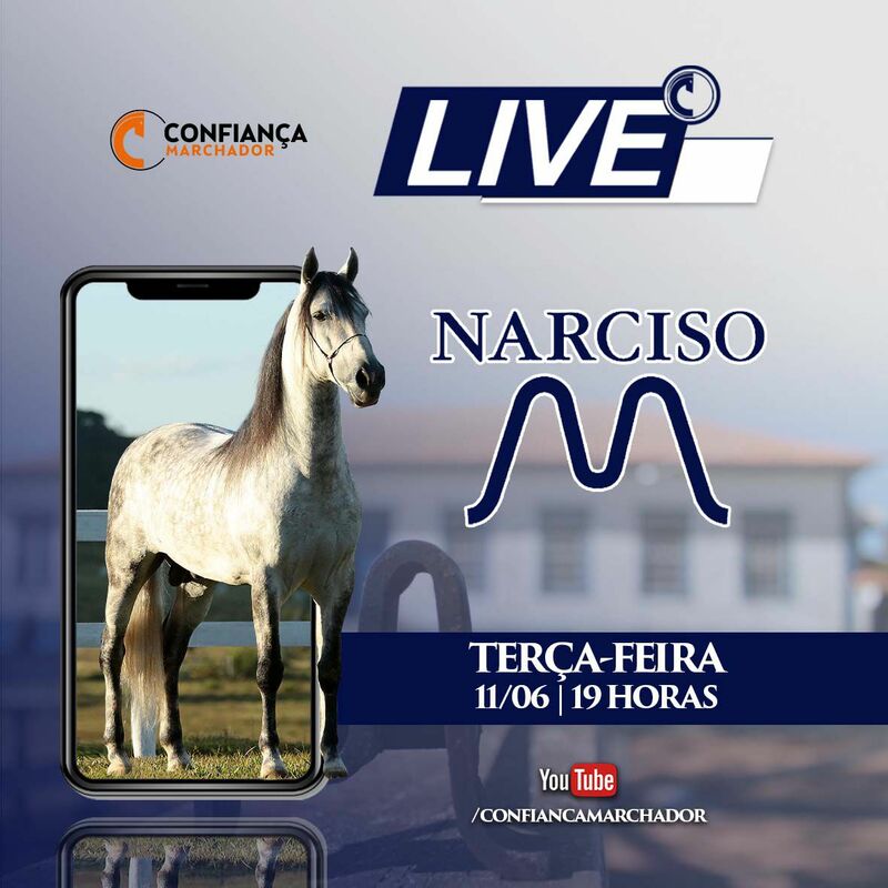 LIVE HARAS NARCISO