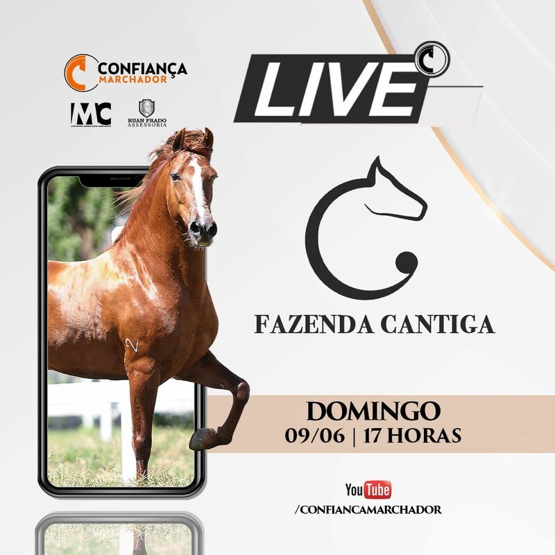 LIVE HARAS CANTIGA