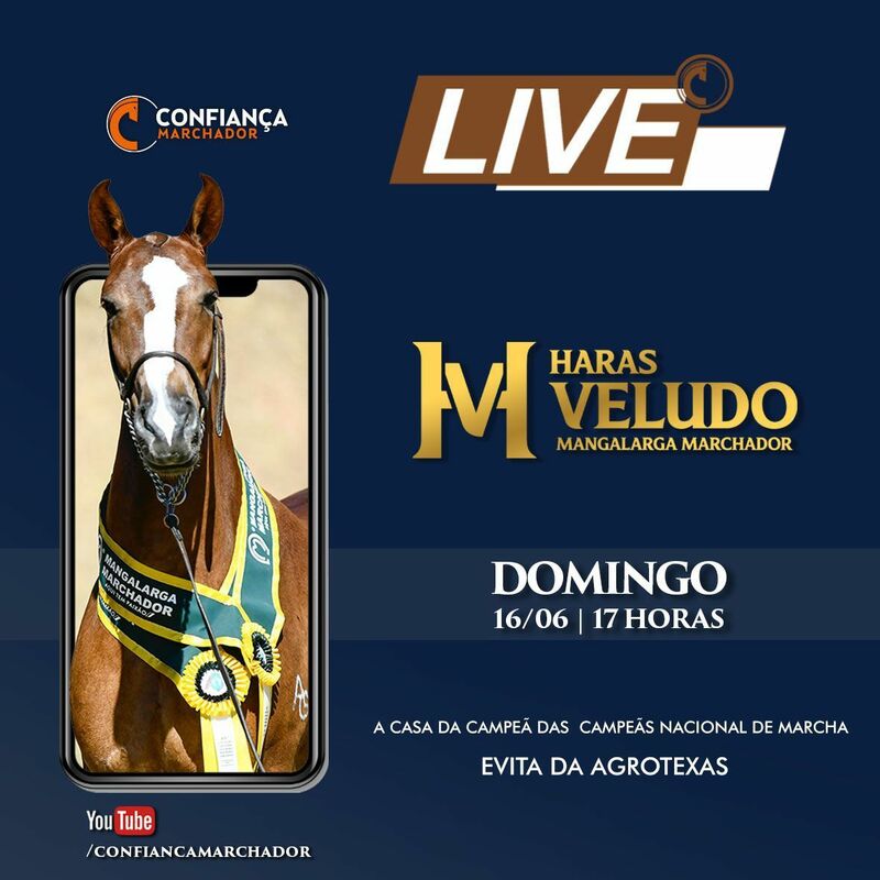 LIVE HARAS VELUDO