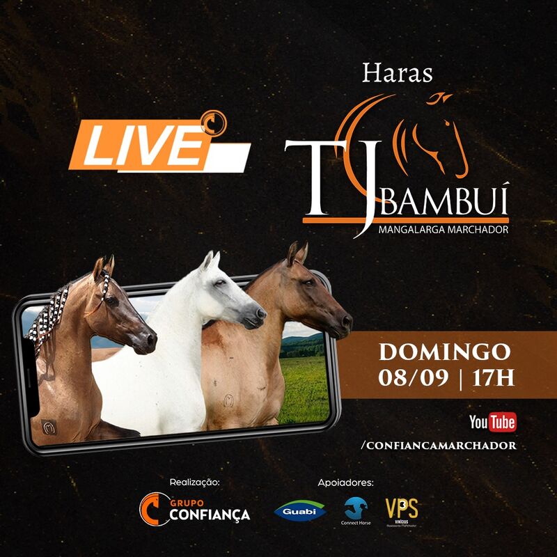 LIVE HARAS TJ BAMBUÍ