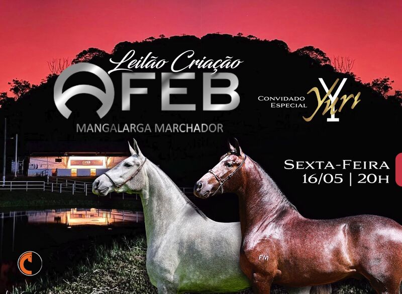 LEILÃO CRIAÇÃO AFEB