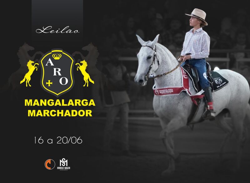 LEILÃO HARAS ARO