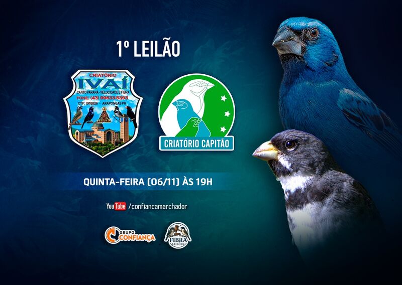 I LEILÃO CRIADOURO IVAÍ E CAPITÃO - COLEIRO E AZULÃO