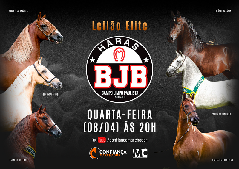 LEILÃO ELITE HARAS BJB