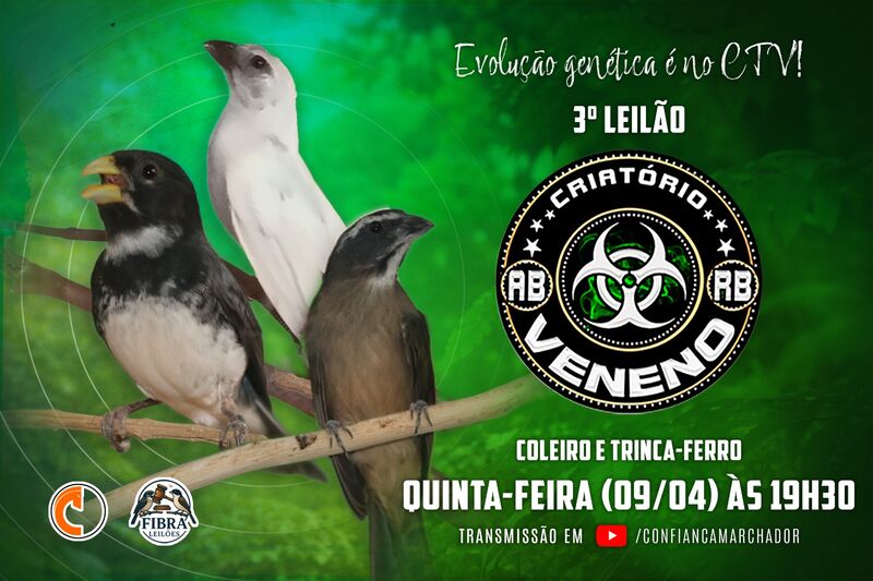 3º LEILÃO CRIATÓRIO VENENO - TRINCA FERRO E COLEIRO