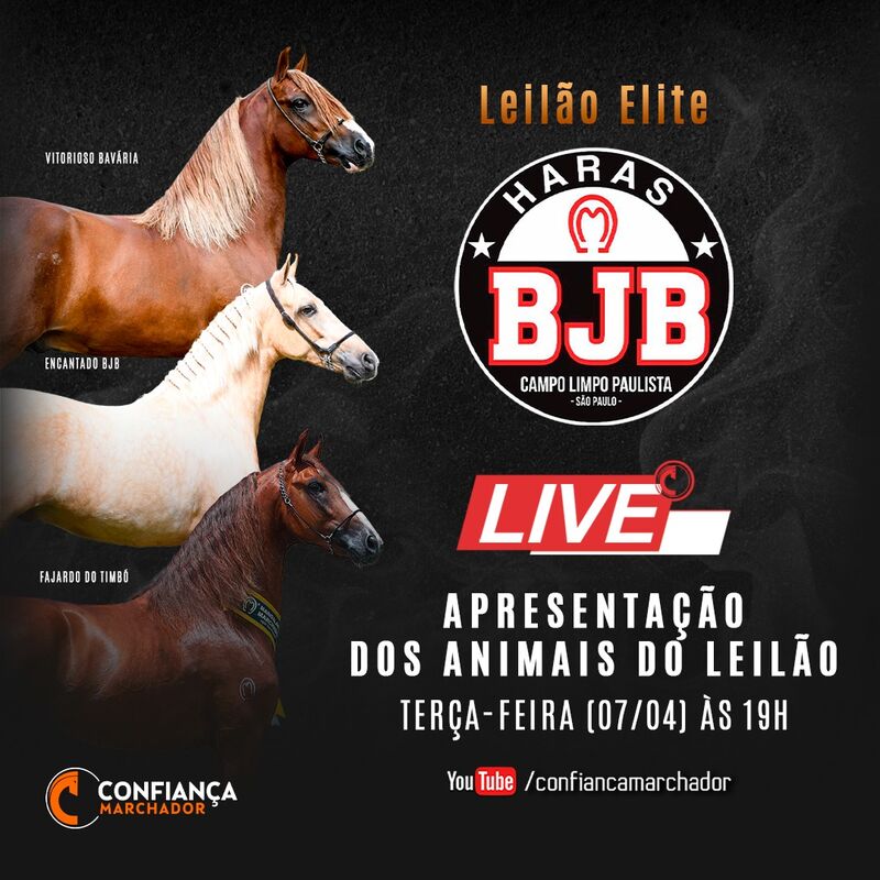 LEILÃO ELITE HARAS BJB